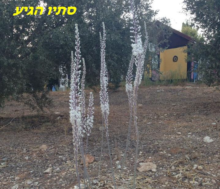 סתיו הגיע 10.2015 מוויוויאן2