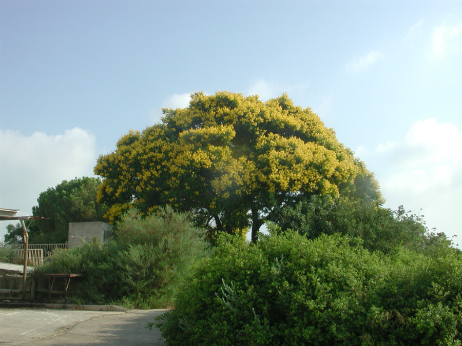 נופים פה ושם ביישוב (1)