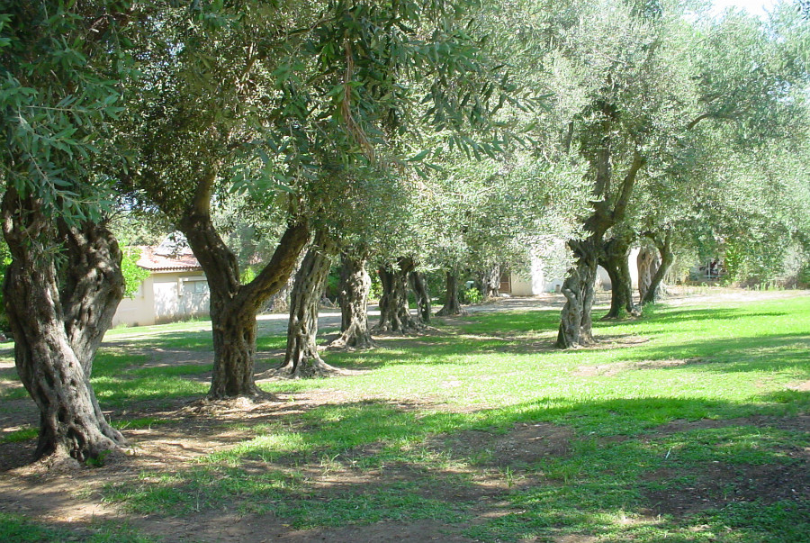 נופים פה ושם ביישוב (1)