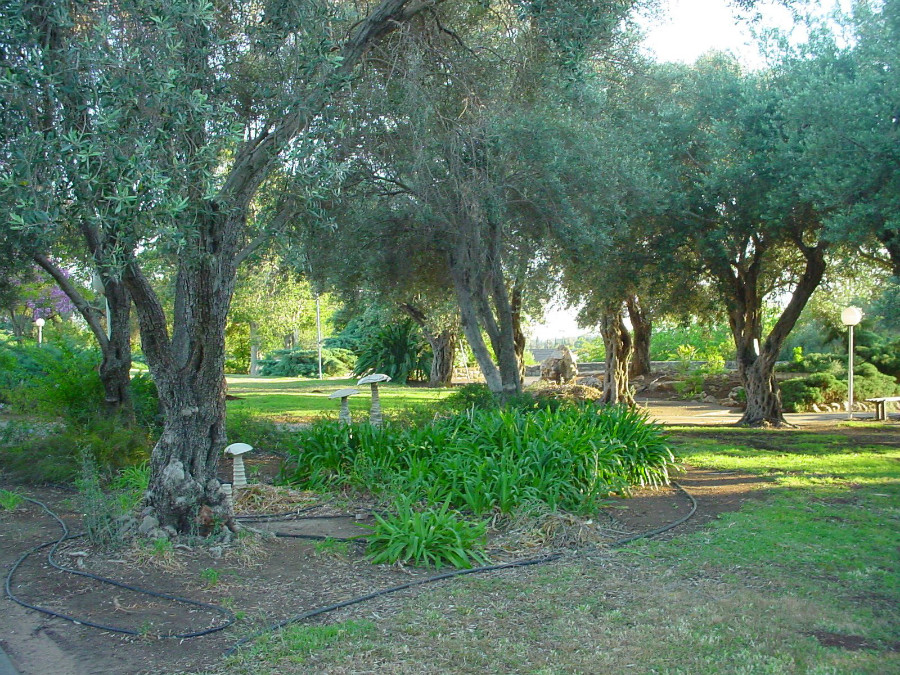 נופים פה ושם ביישוב (1)