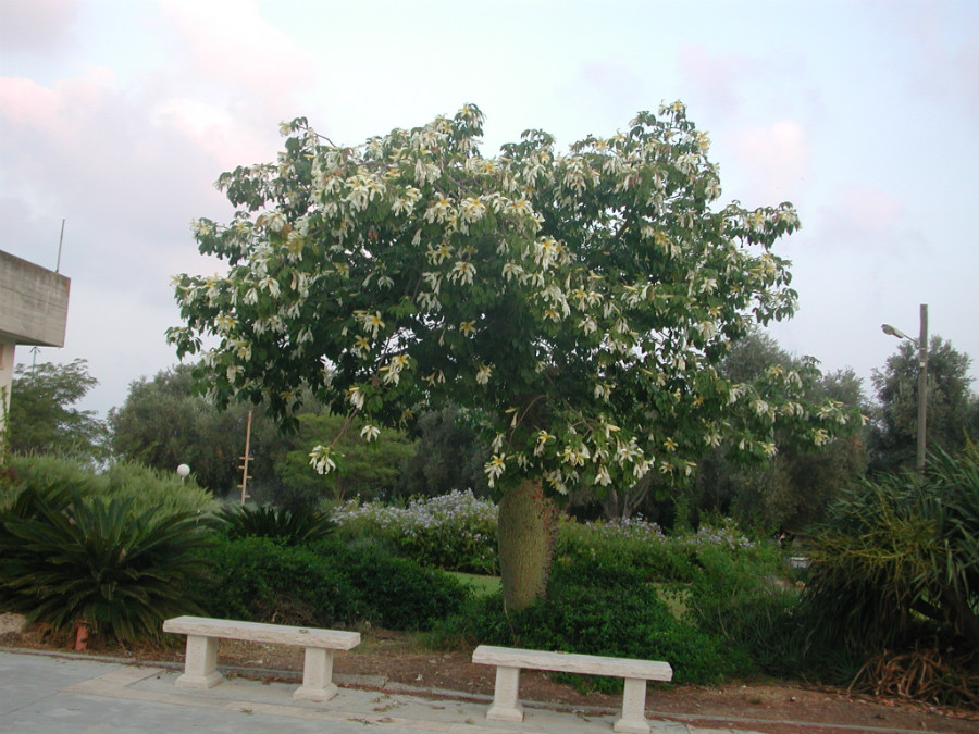 נופים פה ושם ביישוב (1)