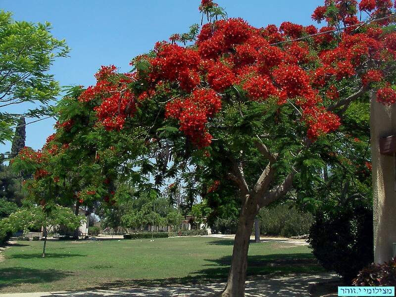 נופים פה ושם ביישוב (1)