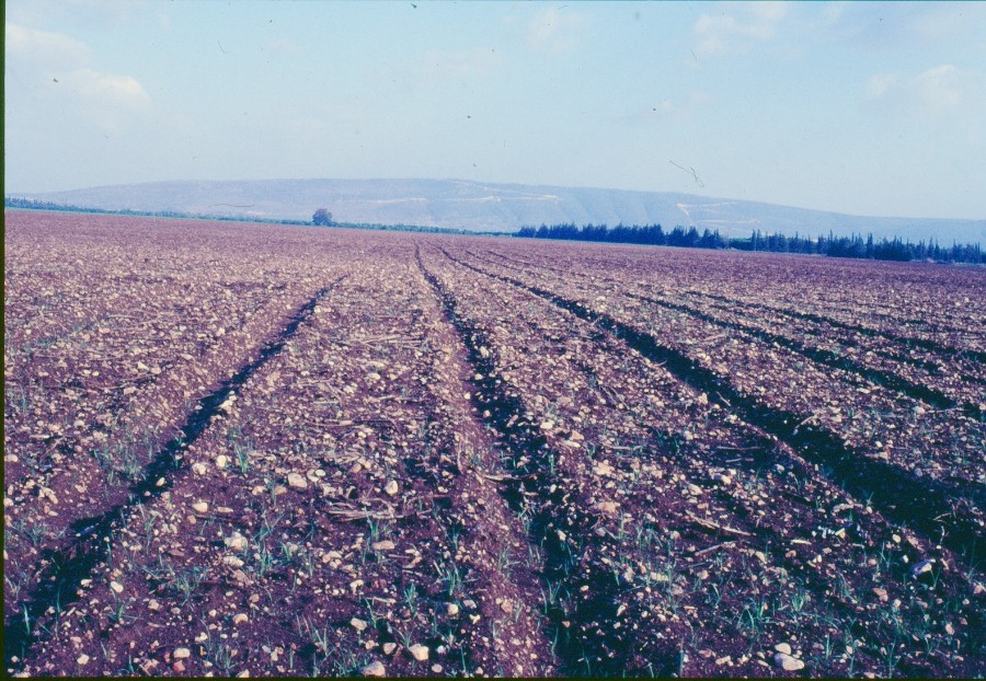 תלמים בשדה 1989IMG_0033