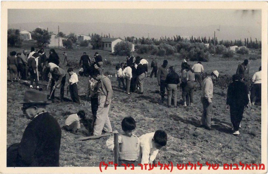 1964 ט''ו בשבט