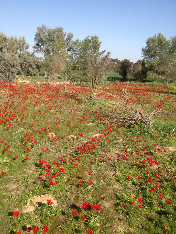 גבעת הדרבנים 2013