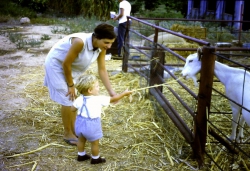 אילן בפינת חי מאכיל עז 66