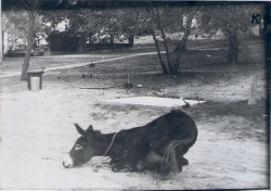 פינת חי 76-77 52.18