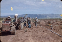 בננות נטיעה 1960