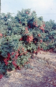 ליצ'יIMG_0027
