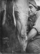 נקי גולדווסר חולב פרה ברפת שנות ה-50