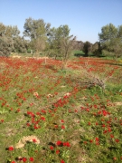 גבעת הדרבנים 2013