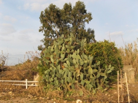 Nov-Dec 2006 079